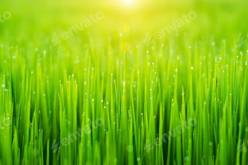 Preview: Rice Plant In Field With Drop Dew.