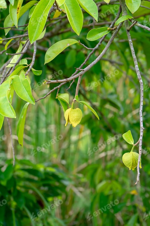 Preview: Close Up Soursop Flower On Tree. (Annona Muricata)