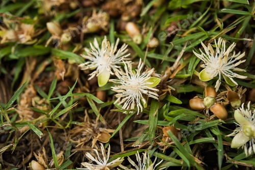 Preview: Close Up Of Macarthurs Palm Flower. (Ptychosperma Macarthurii Nichols.)