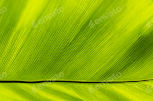 Preview: Texture Of Fern Leaves Background.