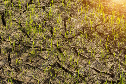 Preview: Rice Growing In Paddy Fields With Sunlight And Shadows On The Ground.
