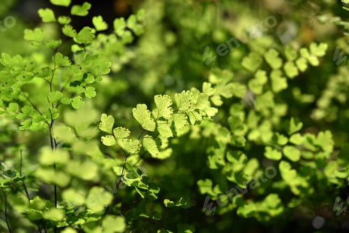 Preview: Bush Maidenhair Fern, Common Maidenhair Fern. (Adiantum Aethiopicum)