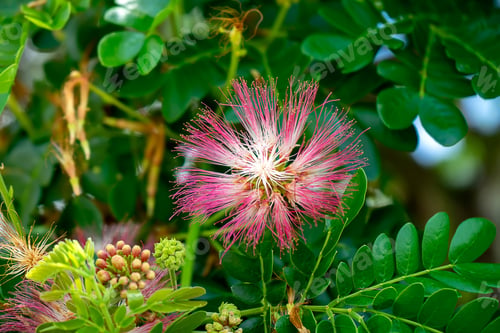 Preview: Close Up Flower Of Rain Tree Or East Indian Walnut Background. (Scientific Name Samanea Saman).
