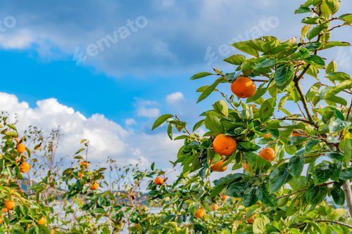 Preview: Autumn Persimmon Farm