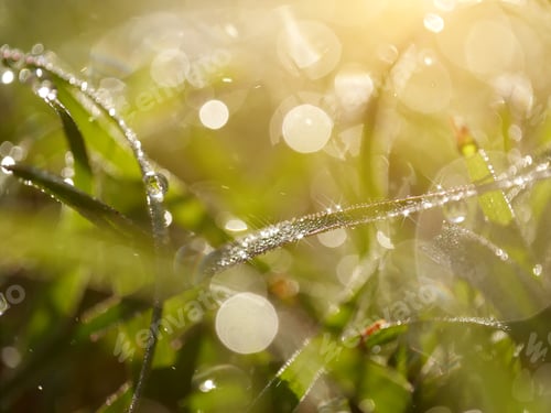 Preview: Defocus Dew Drops On Grass With Blur Bokeh Sunlight Background.