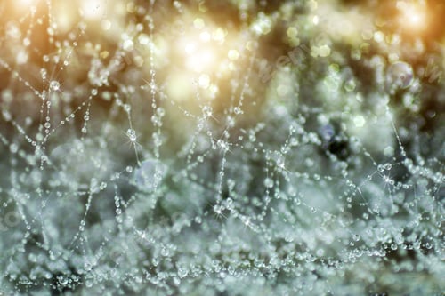 Preview: Close-Up Of Cobweb With Dew.
