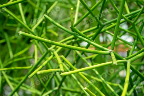 Preview: Close Up Green Branch Of Euphorbia Tirucalli Tree.