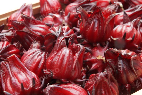 Preview: Hibiscus Sabdariffa Or Roselle Fruits