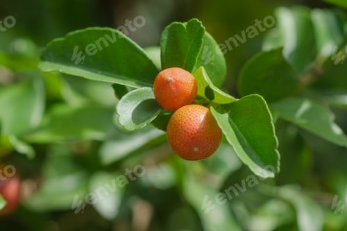 Preview: Super Fruit On Tree., Scientific Name Carissa Carandas Linn.
