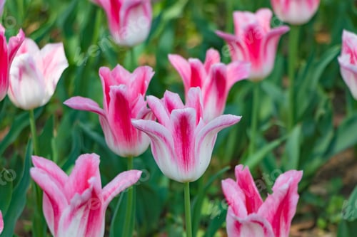 Preview: Colorful Tulips At Yokohama Park