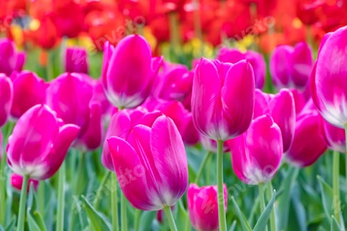 Preview: Colorful Tulips At Yokohama Park