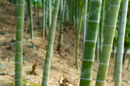 Preview: Japanese Bamboo Grove