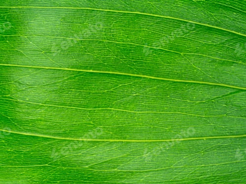 Preview: Earleaf Acacia, Earpod Wattle Leaves. (Acacia Auriculiformis)