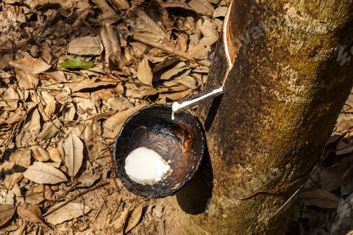 Preview: Milky Latex Extracted Drop Water From Para Rubber Tree Into A Wooden Bowl