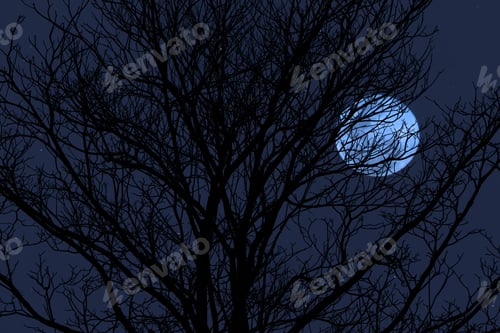 Preview: Silhouette Branch Of Death Tree With Full Moon Background.