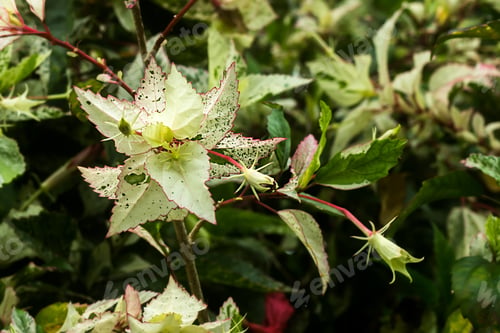 Preview: Hibiscus With Leaves Spotted