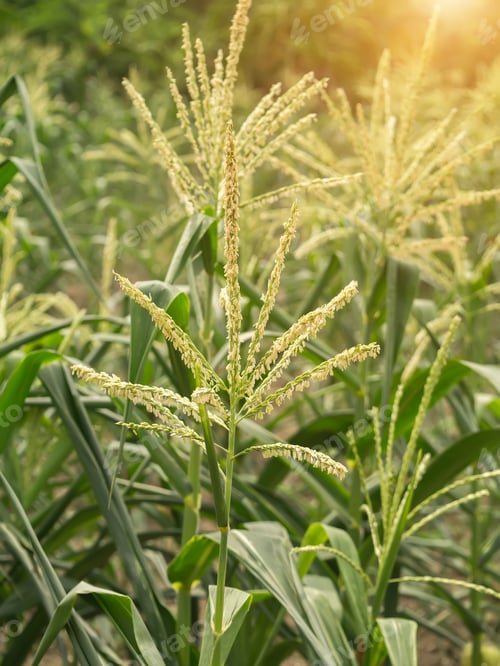 Preview: Close Up Of Corn Flowers On Tree In Field With Sunlight.