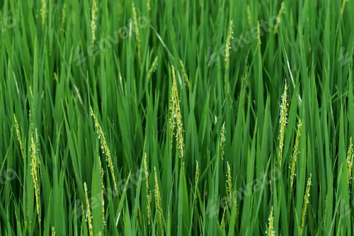 Preview: Fresh Green Rice Plants In The Field.