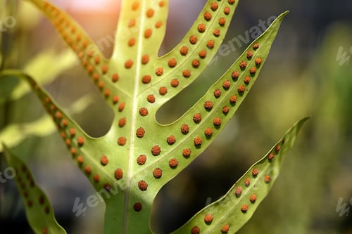 Vista previa: Fern Leaves With Spores Under The Leaves With Sunlight.