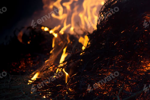 Preview: Fire Grass Spring In Dark Background.