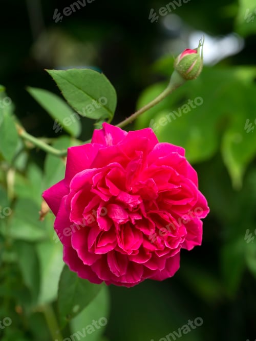 Preview: Dark Pink Of Damask Rose Flower. (Rosa Damascena)
