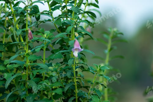 Preview: Pink Flower Of Sesame Plant. (Sesamum Indicum)