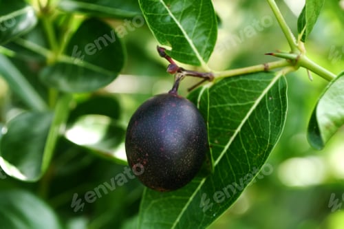 Preview: High Vitamin Fruit Of Bengal Currants On Tree. (Carissa Carandas)