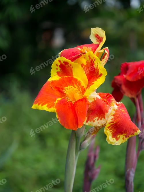Preview: Close Up Of India Short Flower. (Canna Indica)