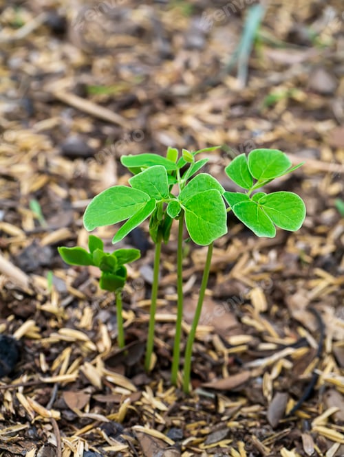 Preview: The Growth Of Rain Tree Or East Indian Walnut (Samanea Saman) Plant.