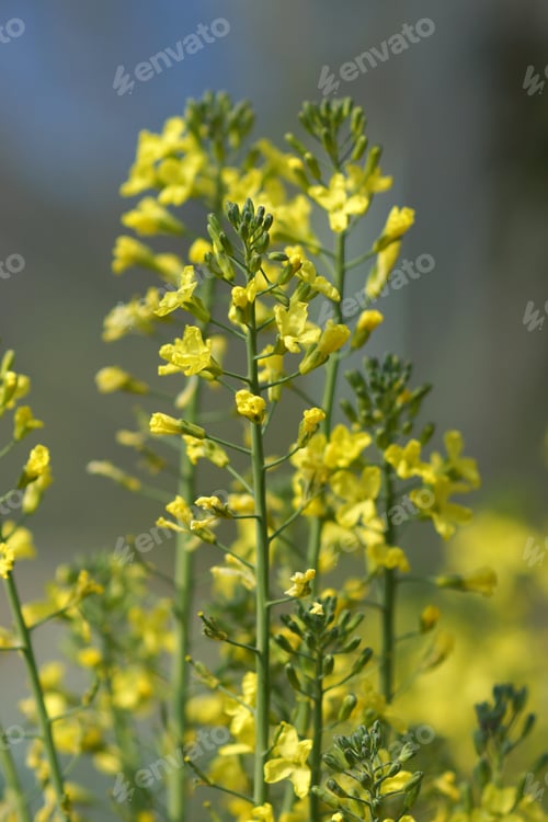 Preview: Chinese Flowering Cabbage