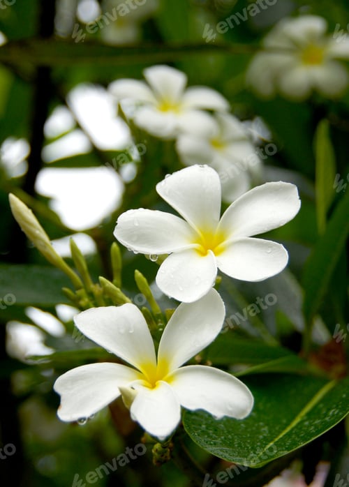 Preview: White Frangipani Flowers.
