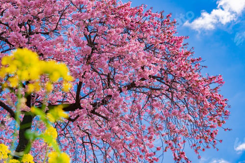Preview: Beautiful Pink Kawazu Cherry Blossoms