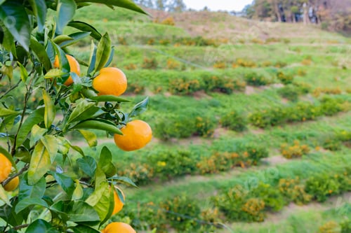 Preview: Mandarin Orange Plantation