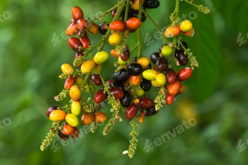 Preview: Herb Fruit Of Lepisanthes Rubiginosa Tree.