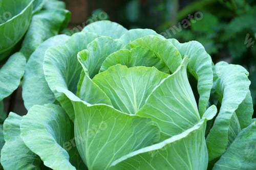 Preview: Close-Up Of Fresh Cabbage In The Vegetable Garden