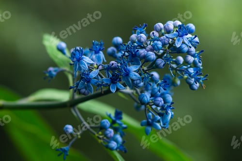 Preview: Close Up Blue Wildflowers