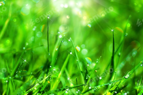 Preview: Fresh Grass With Dew Drops In The Morning.