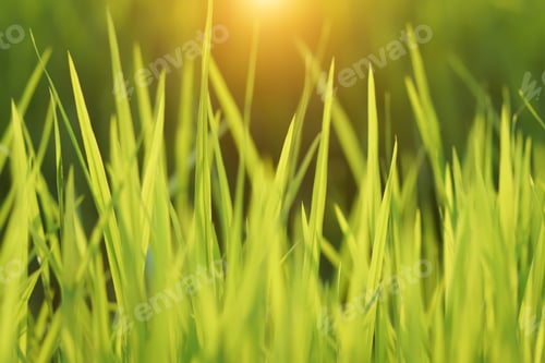 Preview: Rice Plant In Field With Rainfall. Un-Focus Image.