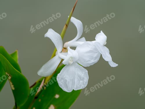 Preview: Close Up Of White Flower With Blur Background.