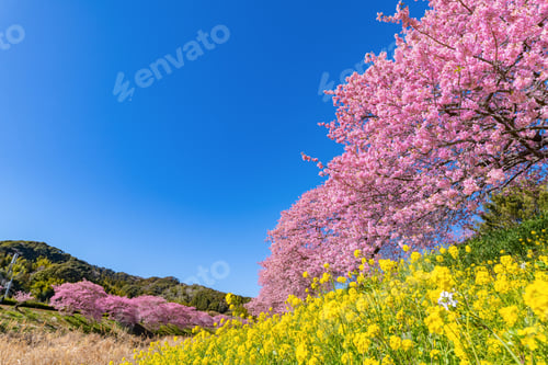 Preview: Kawazu Cherry Blossoms In Minamiizu-Cho, Kamo-Gun, Shizuoka Prefecture