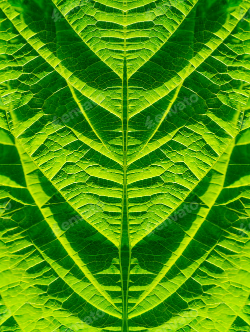 Preview: Close Up Green Texture Mulberry Leaves.