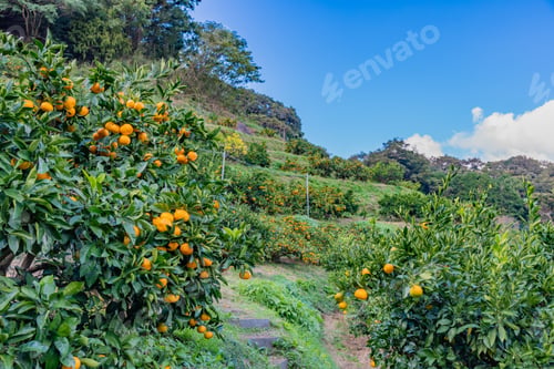 Preview: Mandarin Orange Plantation