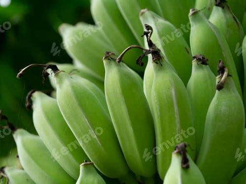 Close Up Raw Banana On Tree