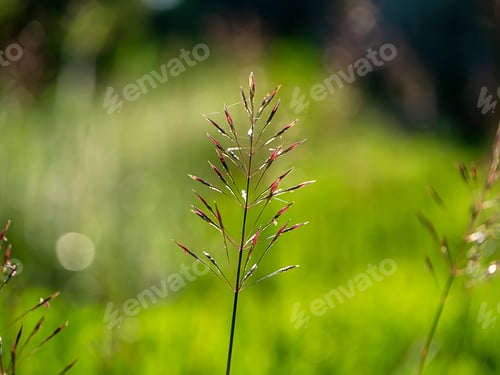 Preview: Close Up Of Gold Beard Grass On Blur Background. (Chrysopogon Aciculatus)