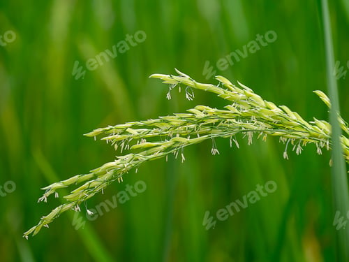 Preview: Close Up Rice Flower With Blur Background.
