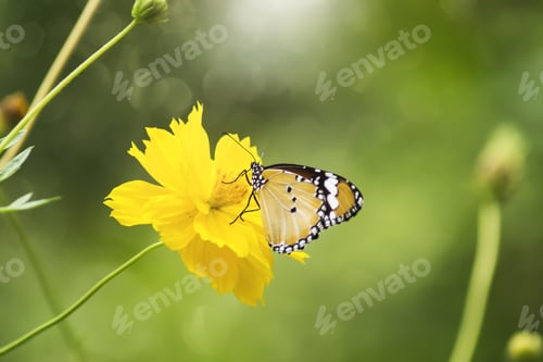 Preview: Yellow Cosmos Flower With Butterfly In The Green Dark Background.