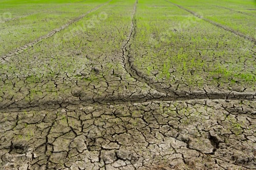 Preview: Sapling In The Dry Mud.