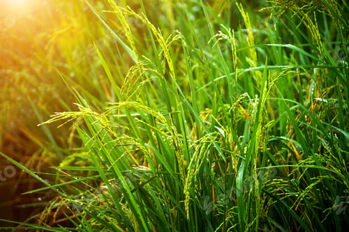 Preview: Rice Plant Are Grown In The Water, Thailand.