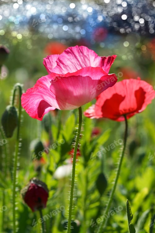 Preview: Poppy Flowers In The Garden