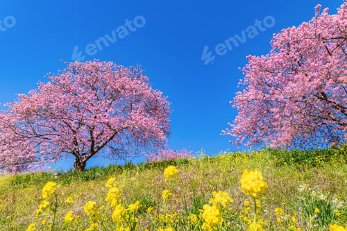 Preview: Kawazu Cherry Blossoms In Minamiizu-Cho, Kamo-Gun, Shizuoka Prefecture
